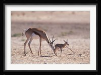 Springbok Mother Helps Newborn, Kalahari Gemsbok National Park, South Africa Fine Art Print