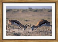 Springbok Sparring, Etosha National Park, Namibia Fine Art Print