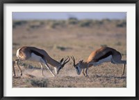Springbok Sparring, Etosha National Park, Namibia Fine Art Print