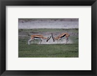 Thomson's Gazelles Fighting, Tanzania Fine Art Print