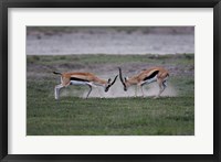 Thomson's Gazelles Fighting, Tanzania Fine Art Print