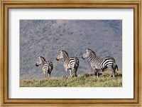Three Zebras Watch a Lion Approach, Tanzania Fine Art Print