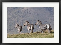 Three Zebras Watch a Lion Approach, Tanzania Fine Art Print