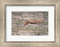 Springbok Running Through Desert, Kgalagadi Transfrontier Park, South Africa Fine Art Print
