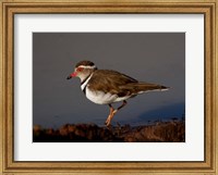 Wading Threebanded Plover, South Africa Fine Art Print