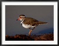 Wading Threebanded Plover, South Africa Fine Art Print