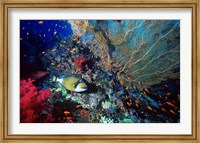 Titan Triggerfish, Red Sea, Egypt Fine Art Print