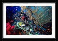 Titan Triggerfish, Red Sea, Egypt Fine Art Print