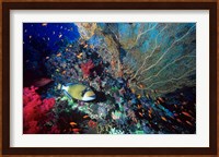Titan Triggerfish, Red Sea, Egypt Fine Art Print