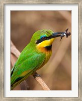 Tanzania, Lake Manyara NP, Bee-eater tropical bird Fine Art Print