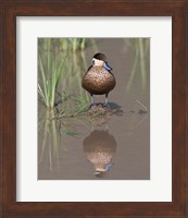 Hottentot Teal duck wading, Tanzania Fine Art Print