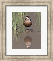 Hottentot Teal duck wading, Tanzania Fine Art Print
