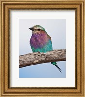 Tanzania, Lilac-Breasted Roller bird, Ndutu Fine Art Print