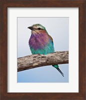 Tanzania, Lilac-Breasted Roller bird, Ndutu Fine Art Print