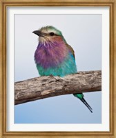 Tanzania, Lilac-Breasted Roller bird, Ndutu Fine Art Print