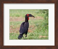 Tanzania, Southern Ground Hornbill bird Fine Art Print