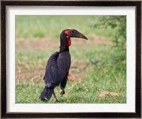 Tanzania, Southern Ground Hornbill bird Fine Art Print