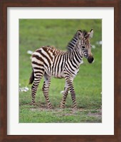 Tanzania, Zebra, Ngorongoro Crater, Conservation Fine Art Print