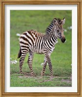 Tanzania, Zebra, Ngorongoro Crater, Conservation Fine Art Print