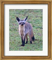 Tanzania. Bat-Eared Fox, Ngorongoro Conservation Fine Art Print