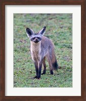 Tanzania. Bat-Eared Fox, Ngorongoro Conservation Fine Art Print