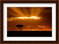 Sunrise, Maasai Mara, Kenya Fine Art Print