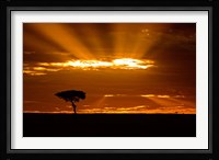 Sunrise, Maasai Mara, Kenya Fine Art Print