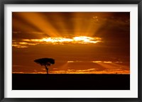 Sunrise, Maasai Mara, Kenya Fine Art Print