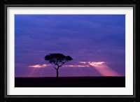 Blue skies, Maasai Mara, Kenya Fine Art Print