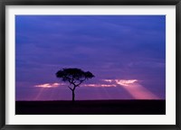 Blue skies, Maasai Mara, Kenya Fine Art Print