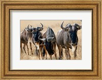 Tanzania, Ngorongoro Crater, Wildebeest wildlife Fine Art Print