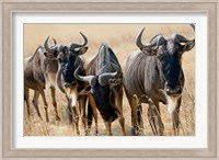 Tanzania, Ngorongoro Crater, Wildebeest wildlife Fine Art Print