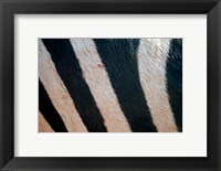 Tanzania, Ngorongoro Crater. Zebra stripes Fine Art Print