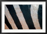 Tanzania, Ngorongoro Crater. Zebra stripes Fine Art Print