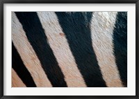 Tanzania, Ngorongoro Crater. Zebra stripes Fine Art Print