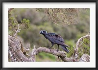 Thick-billed raven bird in the highlands of Ethiopia Fine Art Print