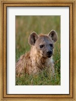Spotted Hyena, Mombo Area, Chief's Island, Okavango Delta, Botswana Fine Art Print