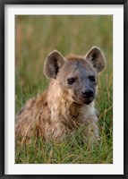 Spotted Hyena, Mombo Area, Chief's Island, Okavango Delta, Botswana Fine Art Print