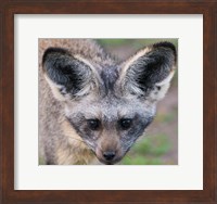Head of Bat-Eared Fox, Ngorongoro Conservation Fine Art Print