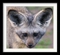 Head of Bat-Eared Fox, Ngorongoro Conservation Fine Art Print