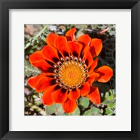 Close up of a Spring flower, South Africa Fine Art Print