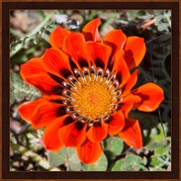 Close up of a Spring flower, South Africa Fine Art Print