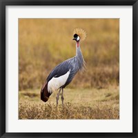 Tanzania, Black Crowned Crane, Ngorongoro Crater Fine Art Print