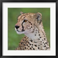 Tanzania, Cheetah, Ndutu, Ngorongoro Area Fine Art Print