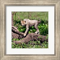 Tanzania, Ndutu, Ngorongoro Conservation, Cheetah Fine Art Print