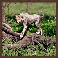 Tanzania, Ndutu, Ngorongoro Conservation, Cheetah Fine Art Print