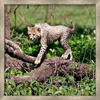 Tanzania, Ndutu, Ngorongoro Conservation, Cheetah Fine Art Print