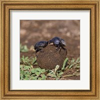 Tanzania, Ndutu, Ngorongoro, Dung Beetle insects Fine Art Print