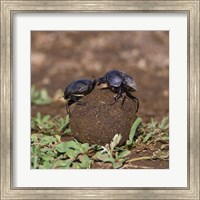 Tanzania, Ndutu, Ngorongoro, Dung Beetle insects Fine Art Print