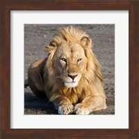 Tanzania, Ngorongoro Conservation Area, Lion Fine Art Print